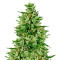 Graines de cannabis Guawi (Ace Seeds)