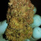 Kritikal Bilbo Auto feminized seeds