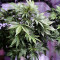 Lemon AK Auto (Fast Buds)