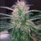 Old school Seeds
