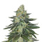 Graines de cannabis Purple Kush (Kannabia Seeds)
