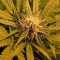 Skunk #1 Automatic (Sensi Seeds)