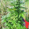 Super Skunk Autoflower (Seedstockers)