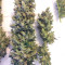 Super Skunk Seeds (Seedstockers)