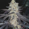 Graines de cannabis Tha Melon Regular (Karma Genetics)