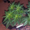 Txomango feminized seeds
