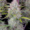 Semi femminizzati Wedding Cheesecake Auto