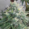 Alpha 21 Feminized Seeds (AlphaFem Seeds)