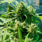 Auto CBD Kush 1:1 (Herbies Seeds)
