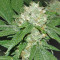 Barbara Bud (House of the Great Gardener Seeds)