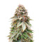 Sementes de Blackberry Moonrocks Feminizadas (AlphaFem Seeds)