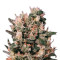 Euforia Seeds
