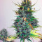 Exodus Cheese Autoflowering Auto Seeds