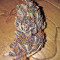 Glue Cookies Feminized Seeds (AlphaFem Seeds)