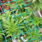 Lemon Drizzle Seeds (Barney's Farm)