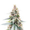 Lemon Haze Fast Version (Herbies Seeds)