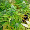 Nebula (Paradise Seeds)