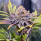 Punch Cookies Feminized Seeds (AlphaFem Seeds)