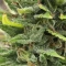 LSD Seeds - Cannabis Strain Seeds for Sale