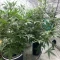 Tangie'matic Seeds