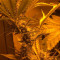 Stardawg Seeds - Cannabis Strain Seeds for Sale