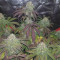 Purple Punch Seeds (Barney's Farm) - Cannabis Strain Seeds for Sale