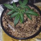 Original Auto Sour Diesel fem: sementes para venda, informações de cepas e avaliações de clientes