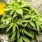 Alpha 21 Seeds (AlphaFem Seeds) - Cannabis Strain Seeds for Sale