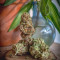 Purple Punch Cookies จาก Original Sensible Seeds