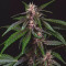 Buddha Purple Kush Auto feminized seeds for sale: information and reviews