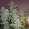 Bubblegum XL Seeds - Cannabis Strain Seeds for Sale