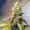 Gorilla Cookies fem: seeds for sale, strain information and customer reviews