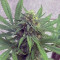 White Critical (White Widow +) จาก Original Sensible Seeds