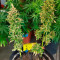 CBD Charlotte’s Angel Seeds - Cannabis Strain Seeds for Sale