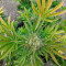 Buy Watermelon Z feminized seeds by Pyramid Seeds