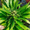 Runtz XL Auto feminized seeds for sale: information and reviews