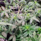 Vendita di semi di cannabis Super Lemon Haze Auto fem
