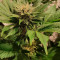Buy Alien Gorilla feminized seeds by Original Sensible Seeds Organization