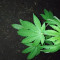Achetez des graines féminisées Grandmommy Purple par Herbies Seeds