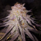 Mimosa EVO Seeds (Barney’s Farm) - Cannabis Strain Seeds for Sale