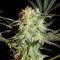 Arjan's Strawberry Haze (GHS)