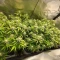 Auto Bruce Banner XXL feminized seeds