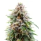Auto Kingstone Punch feminisierte Samen (Dutch Passion)