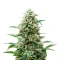 Auto Northern Lights CBD (Pyramid Seeds)