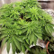 Biscotti Mintz Feminized Seeds (Barney's Farm)
