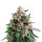 Black Berry OG feminized seeds
