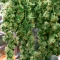 Bruce Banner Seeds