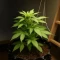 Café Racer Auto Seeds