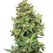 Deep Blue C F2 Auto (Mephisto Genetics)