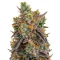 Gelato 41 x Gelato 41 Auto Seeds
